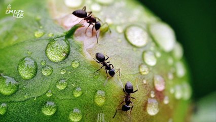 Ants Collective Behavior Mirrors a Neural Network, Study Finds