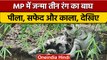 MP के Indore Zoo में जन्मा तीन रंग का बाघ, बाघिन ने 3 शावकों को दिया जन्म | वनइंडिया हिंदी | *NEWS