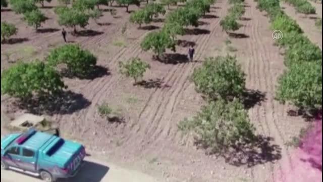GAZİANTEP - Hasat dönemi yaklaşan Antep fıstığı için koruma tedbirleri arttırıldı