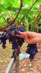 Omg #uk #usa #asmr #fruit