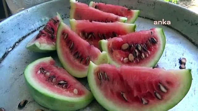 Dar gelirli vatandaşlar için 250 gramlık karpuz üretti