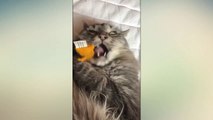 Baby Cats - Cute and Funny Cat Videos CompilationDon't try to hold back Laughter