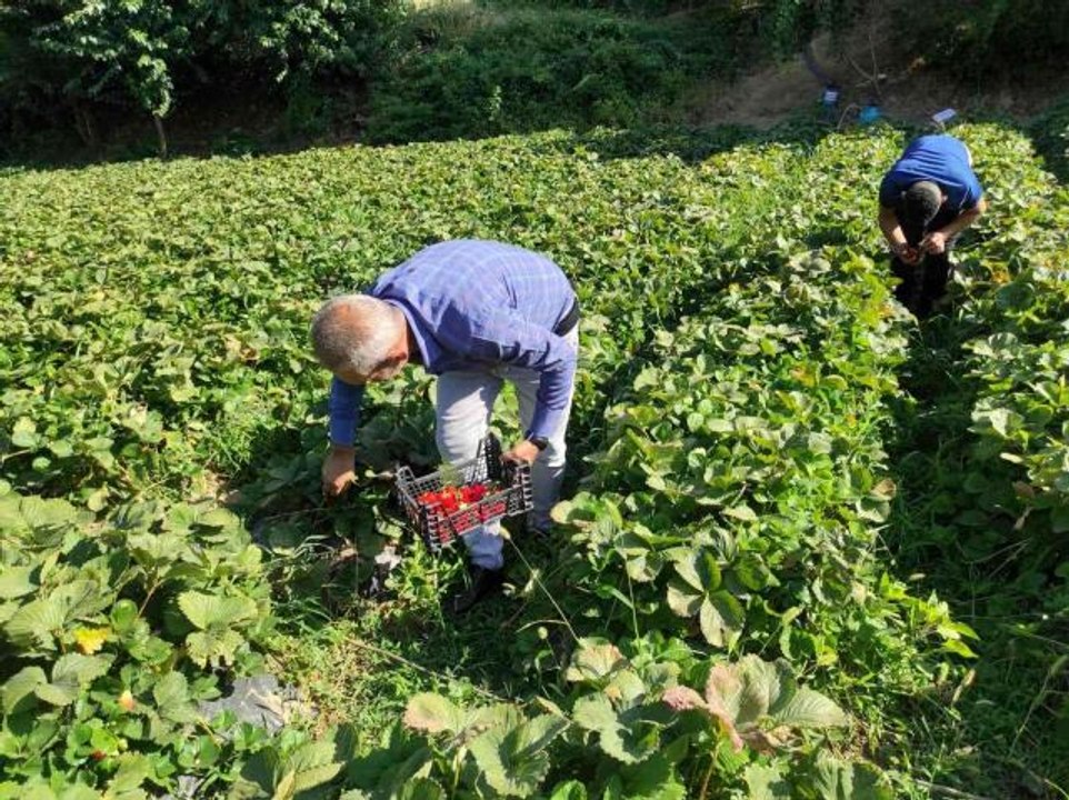 Bahçede 8 liradan satılan çilek tezgahta 30 lira: Üretici duruma tepkili