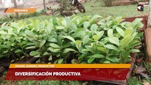 Diversificación productiva