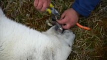 Orsa polare rischia di soffocare per una lattina, salvata