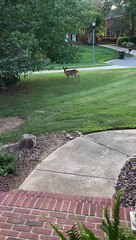 Something Weird Happening with This Deer