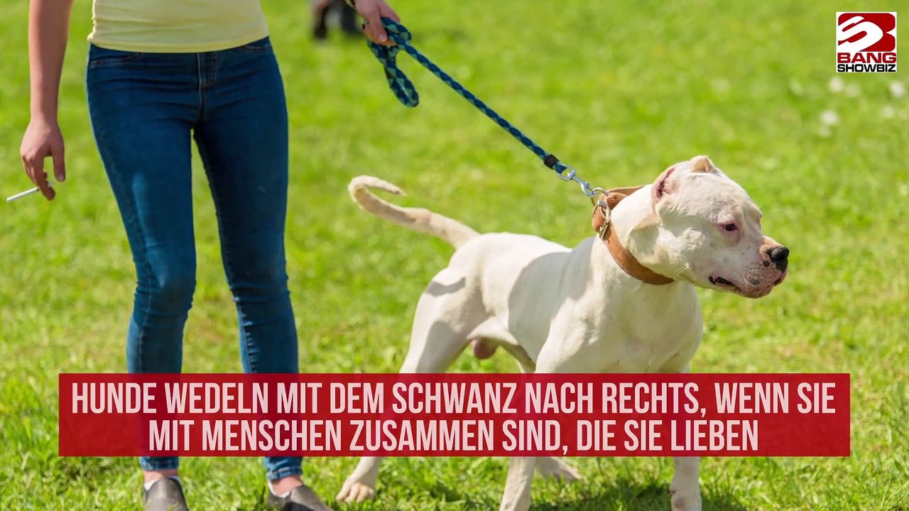 Was ihnen das Schwanzwedeln ihres Hundes verrät