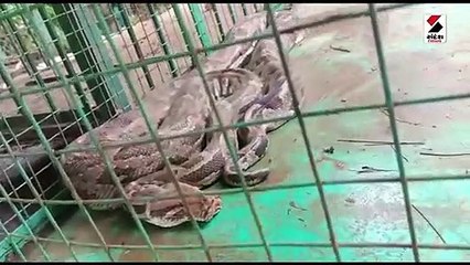 જંબુસરમાંથી વનવિભાગે પકડ્યો 11 ફૂટ લાંબો અજગર