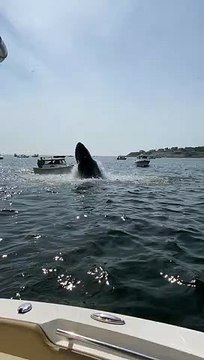 Breaching Whale Slams Boat