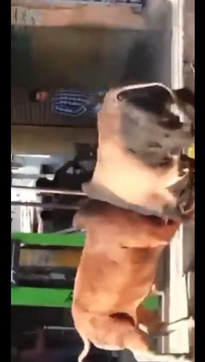 Bulls Fighting Each Other/Bulls Fighting In Village/Bulls Fighting Video