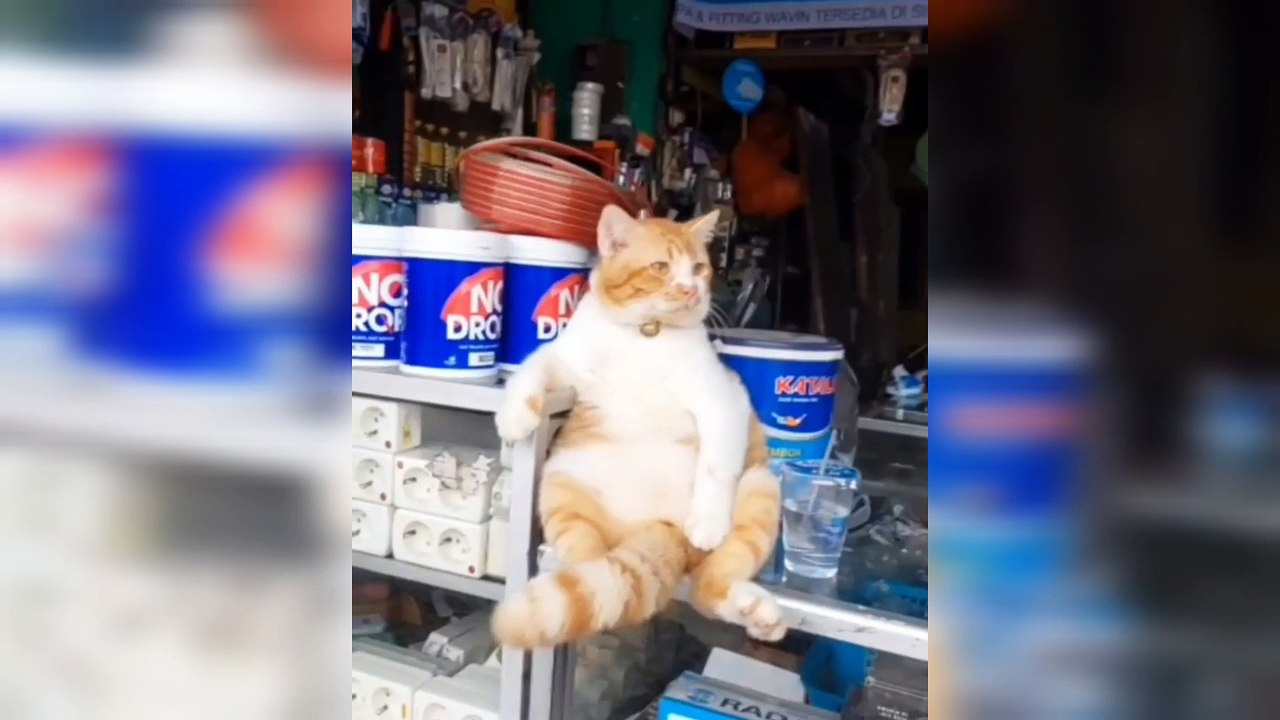 Cats Attitude on Fire