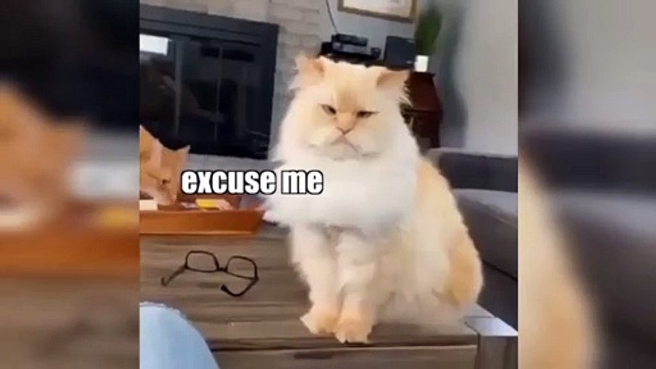 Cute Cat on Fire video Dailymotion