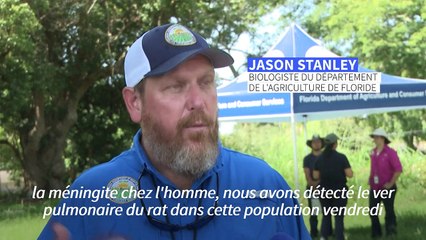 La Floride face à un péril rampant: les escargots géants