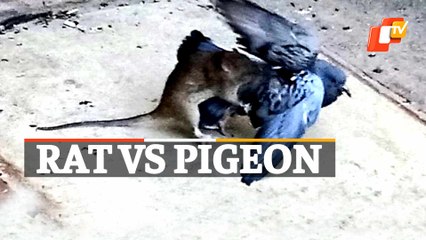Rat Attacks Pigeon | Know Who Wins The Fierce Fight