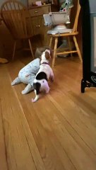 Baby and Basset Hound Puppy Make Fast Friends