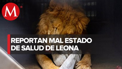 Continúa el traslado de felinos; ahora en santuario de Sinaloa