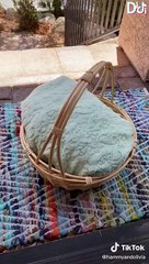 Best Hammy and Olivia TikToks of 2022 #4   Funny Hammy & Olivia Corgi TikTok Compilation