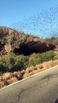 Des milliers de chauves-souris sortent d'une grotte au Mexique