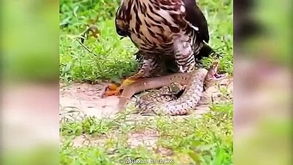14 Merciless Battles Of Wild Snakes And Mongooses !
