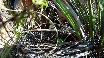 14 Merciless Snakes Eating Baby Animals