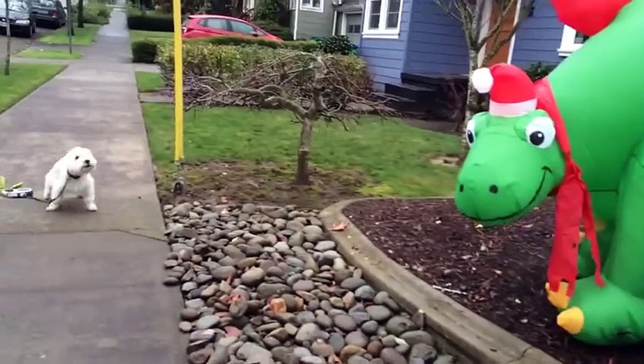 Chiens drôles qui n'aiment pas Noël