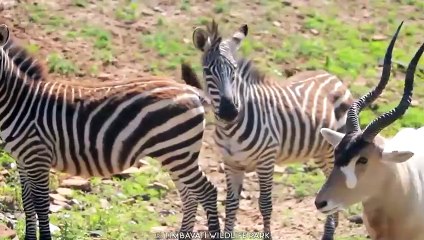 15 Wild Animals That Have Rarely Ever Been Seen (2)