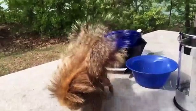 Chiens coupables mignons et drôles - Vous rirez toute la journée!