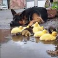 Doggy Loves Looking After Ducklings Viral Funny Animals Fun More