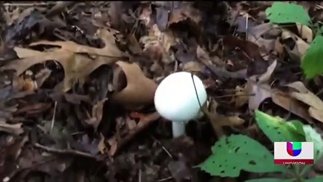 Legalización de hongos alucinógenos