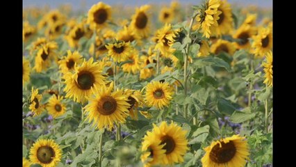 Copyright free music Egzod&maestro