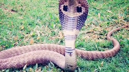 Many people from different countries have been bitten by snakes in UK.