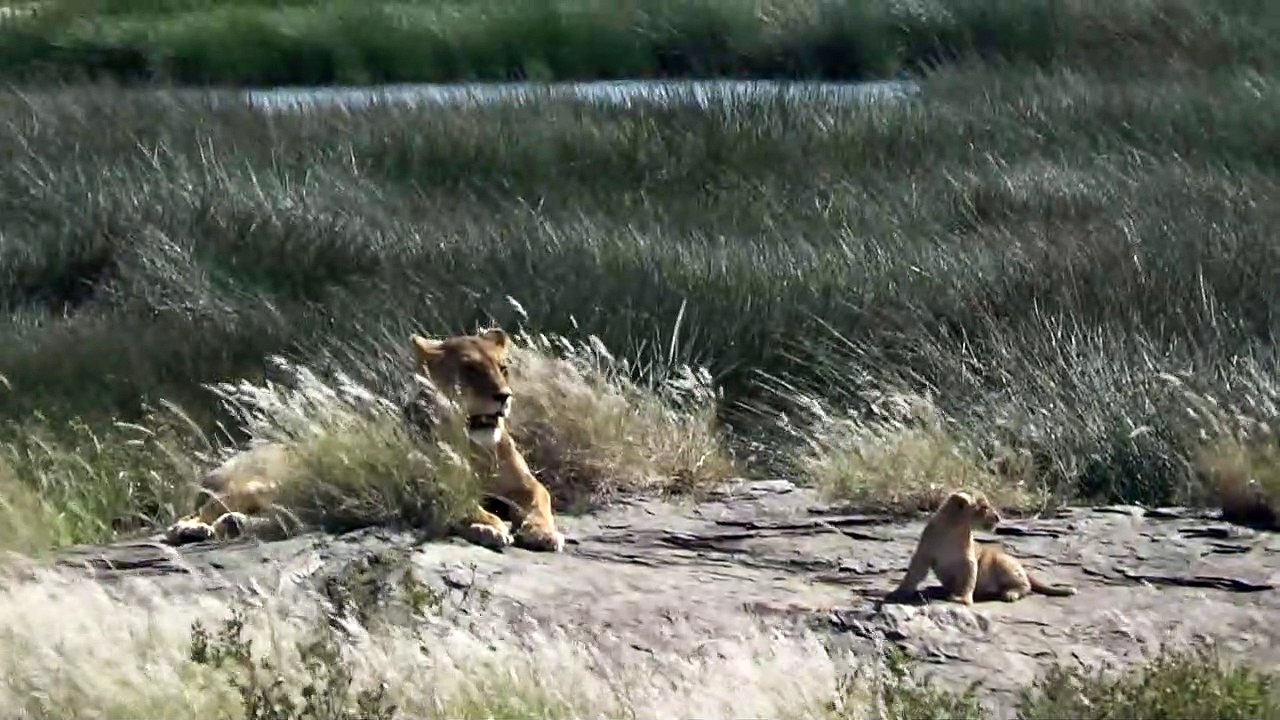 Lioness with her cute cubs - Serengeti Tanzania