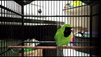 Cucak hijau gacor ngentrok emosi
