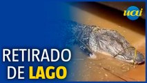 Jacaré de mais de 4 metros é retirado de lago com pá