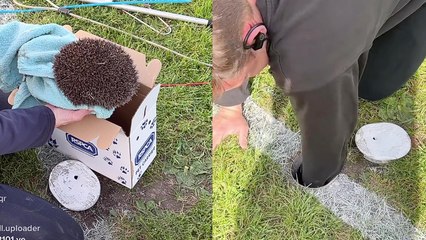 Good-natured boys play their part in rescuing a hedgehog from a teeny-tiny hole