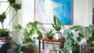 4 Very Simple Steps to Keep Your Houseplants Alive