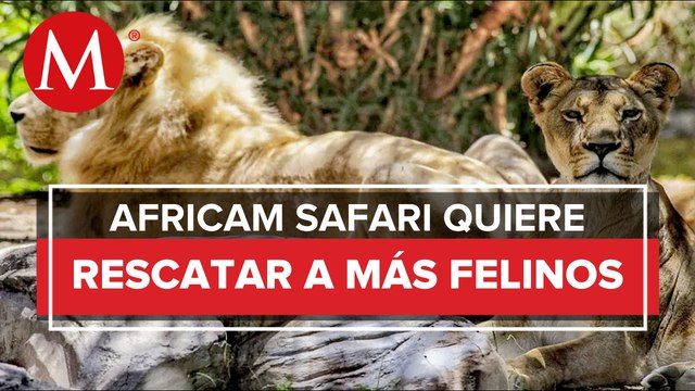 Africam Safari prepara segundo rescate de felinos de Black Jaguar-White Tiger