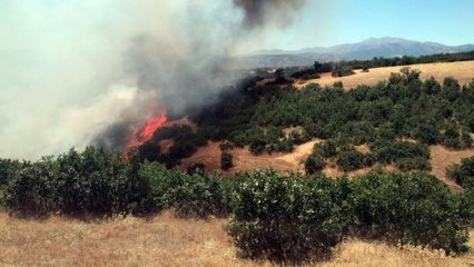 Son Dakika | BİNGÖL'DE 3 KÖYDE AĞAÇLIK ALANLARDA ÇIKAN YANGINLAR BÜYÜMEDEN SÖNDÜRÜLDÜ