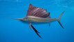 Woman Hospitalized After Being Stabbed by 100 Lb. Sailfish During Florida Fishing Excursion