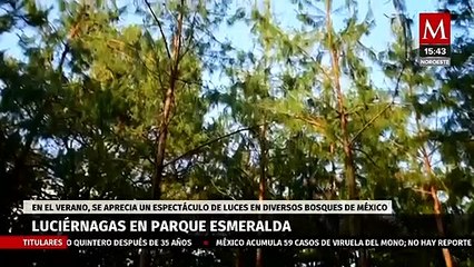 En Edomex, visitantes acuden al Bosque Esmeralda para el avistamiento de luciérnagas