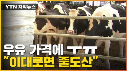[자막뉴스] "말이 안되는 우유 가격"...다 쏟아 버린 농민들 / YTN