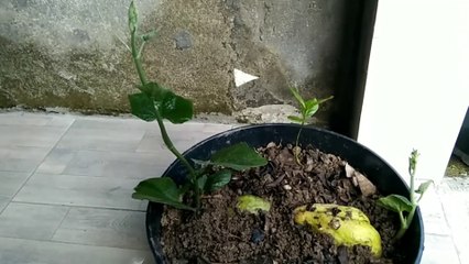 cara menumbuhkan akar labu siam sangat mudah sekali