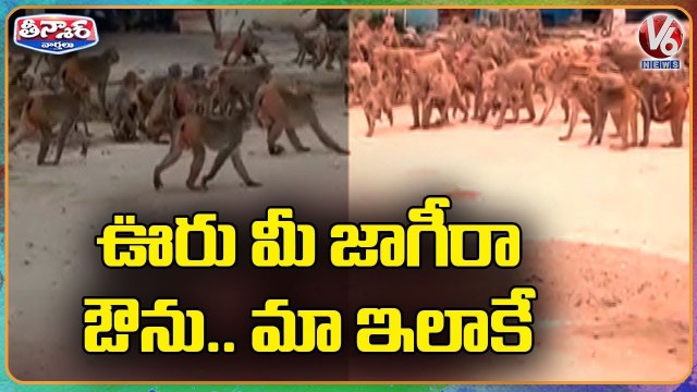 Monkeys Fighting In Dattappagudem Village _ Yadadri Bhuvanagiri_ V6 Teenmaar