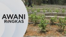 AWANI Ringkas: Dana RM800 juta adaptasi teknologi pertanian pintar