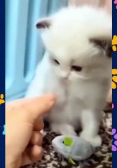 Animais Engraçados / Funny Animals Channel 2022