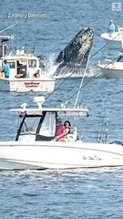 بالفيديو.. حوت يهاجم قارب صيد بجسده في ولاية ماساشوستس الأمريكية