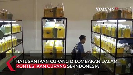 Kontes Ikan Cupang Dilombakan di 50 Kategori di Denpasar!