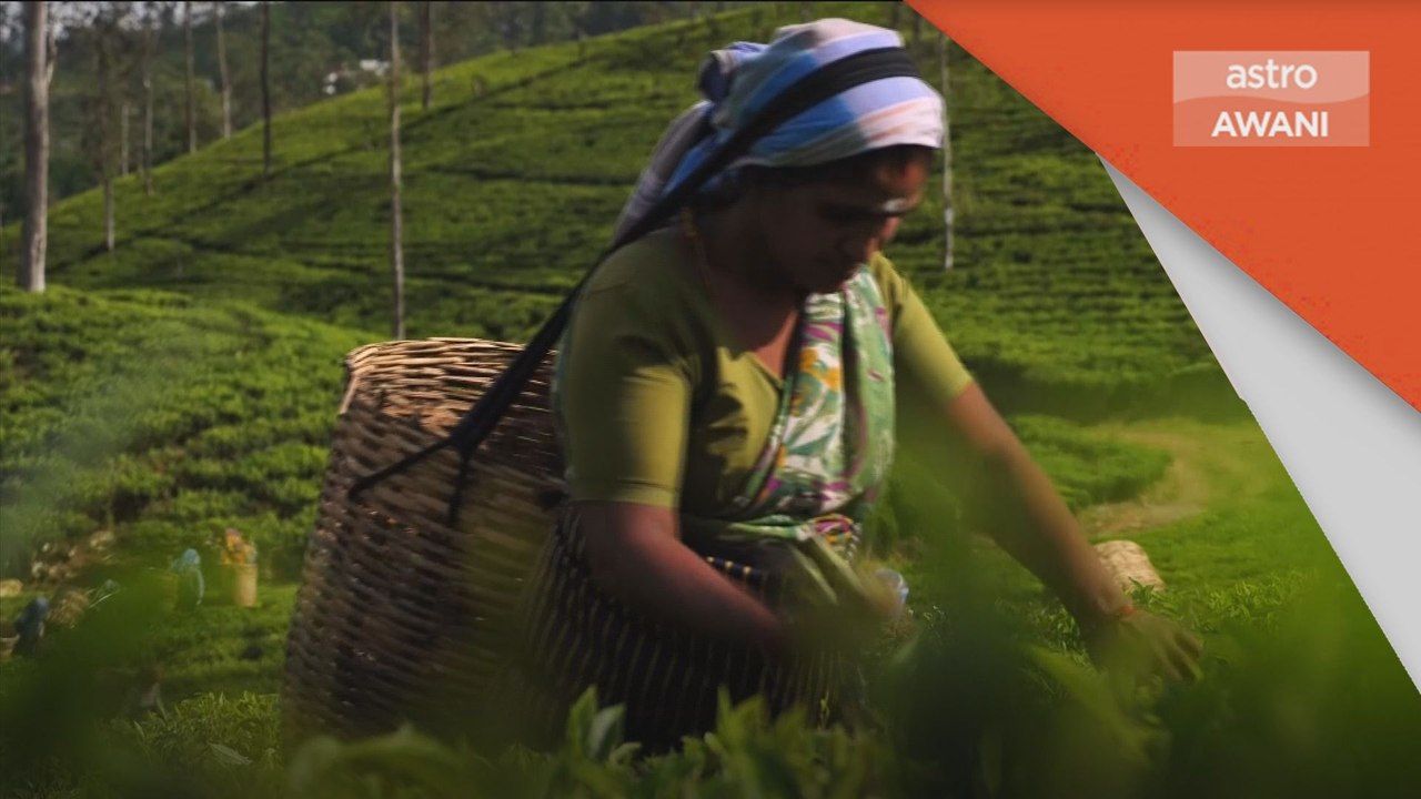 Nasib Teh Sri Lanka | Politik tidak stabil, Teh Ceylon diancam gulung tikar