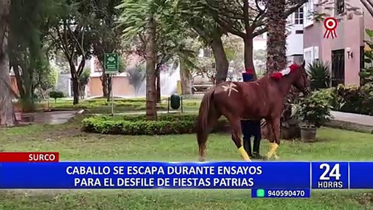 Surco: caballo tira a jinete y escapa de ensayos para el desfile de Fiestas Patrias