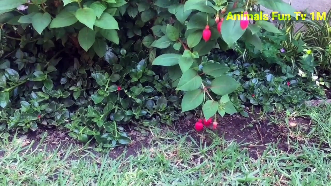 Funny Animals Videos Compilation 2022 | Cutest Animals Fun  |Animals Fun Tv 1M